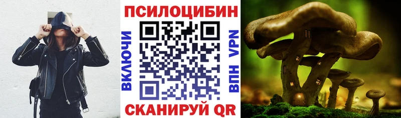 Купить  Салаир  Псилоцибиновые грибы Cubensis 
